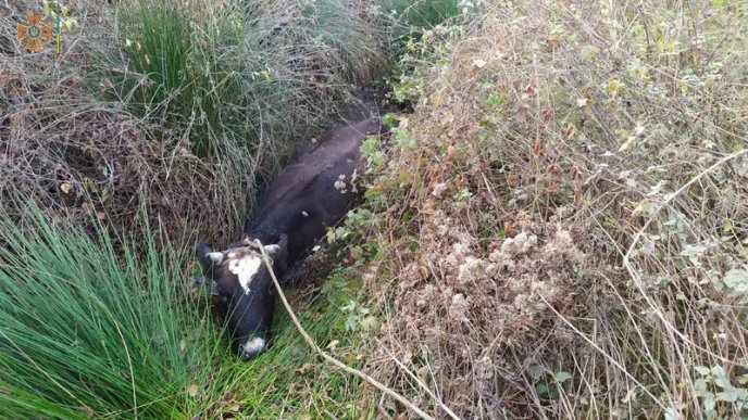 Корова злякалась автомобіля і потрапила в пастку – 01