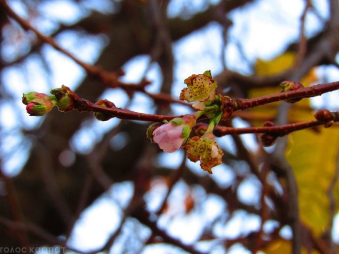 Природна аномалія: у Мукачеві в листопаді зацвіла сакура – 06