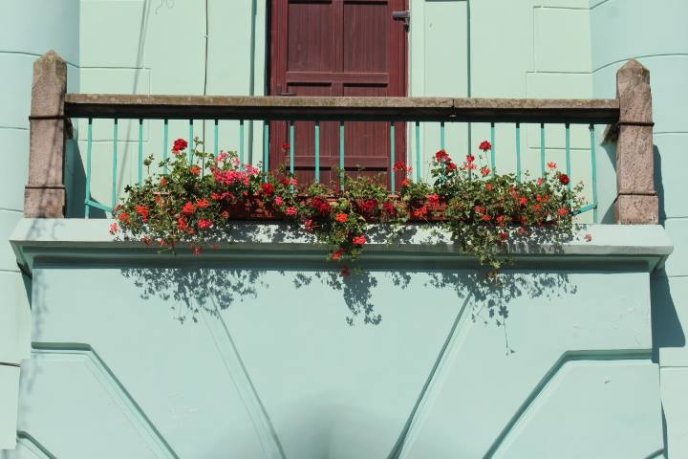 Мукачівську ратушу прикрасили квітами – 03 Мукачівську ратушу прикрасили квітами – 03