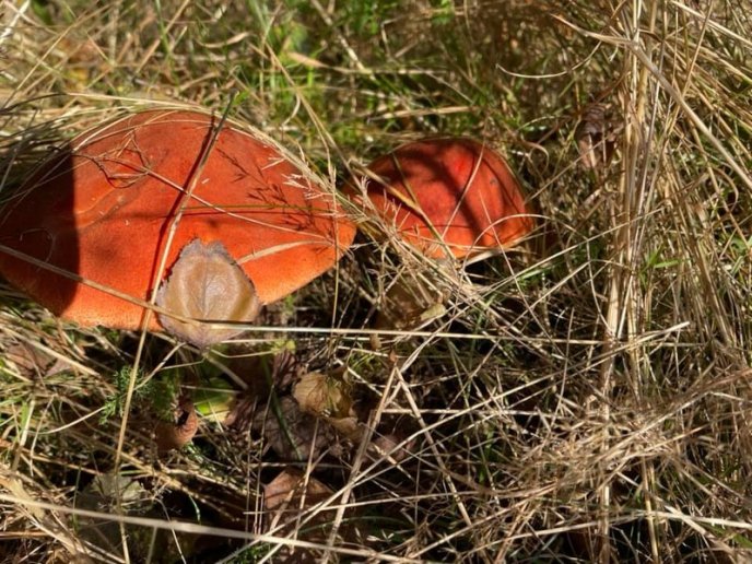 Грибний бум на Закарпатті: де зараз збирають найбільше грибів – 16