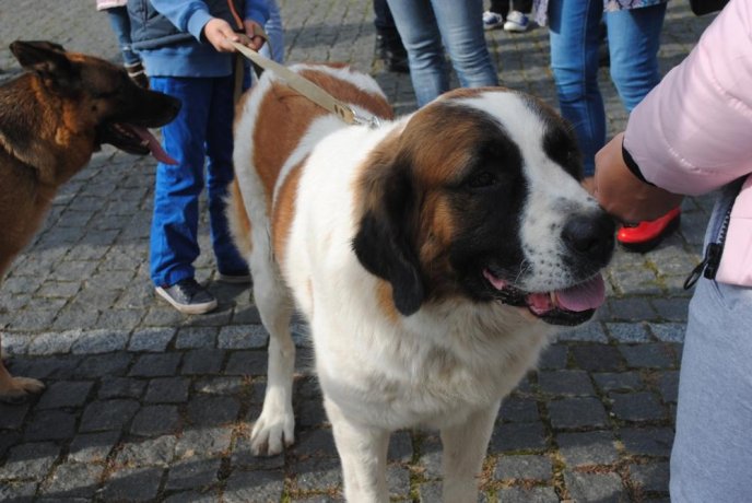 Пес на візку став одним із учасників маршу за права тварин в Ужгороді – 14