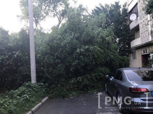 У мікрорайоні "Пентагон" у Мукачеві дерево впало на автомобіль – 01