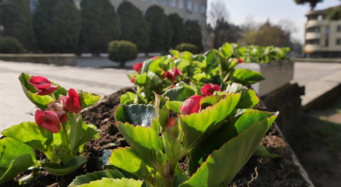 Бегонії, гладіолуси, пеларгонії та півонії: в Ужгороді висаджують сотні квітів – 07