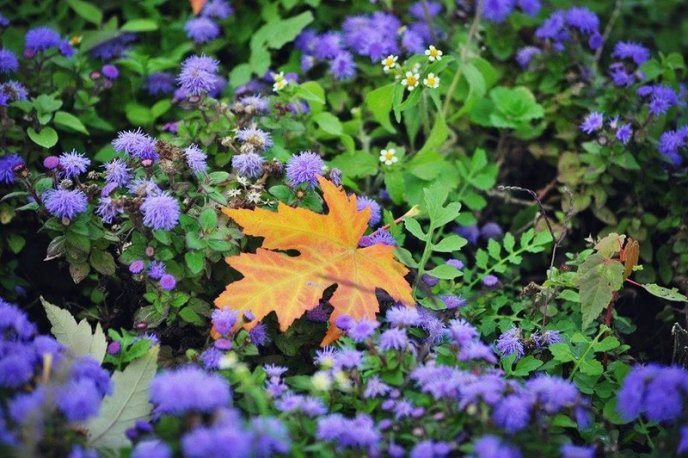 На площах Ужгорода висадили 1500 кущів хризантем – 04