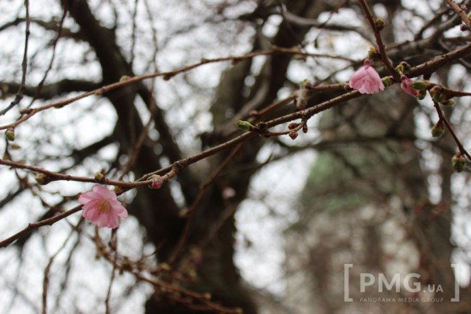 У Мукачеві вже розквітла перша сакура – 08