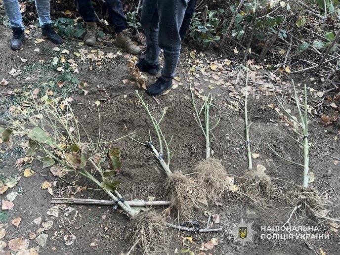 Вирощували конопляну плантацію — затримали наркоаграріїв – 01