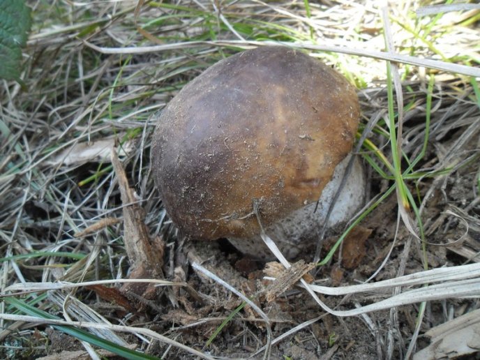 У лісах Закарпаття збирають щедрий грибний урожай – 16