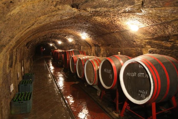 Під час візиту на Берегівщину губернатор Закарпаття пообіцяв захистити виноробів і пивоварів – 11