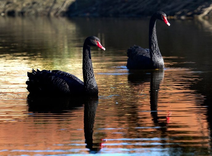 На фермі біля Мукачева живуть чорні лебеді неймовірної краси (ФОТО) – 02