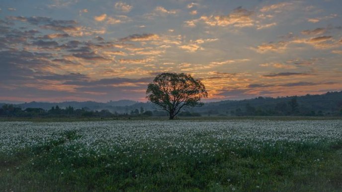 Схід сонця над Долиною нарцисів: у мережі показали неймовірні фото – 03