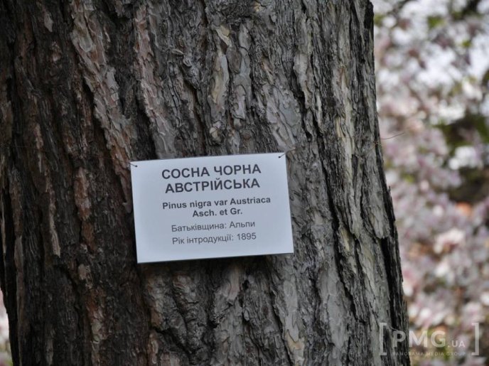 В Ужгороді чиновники посадили два екзотичні дерева – 04