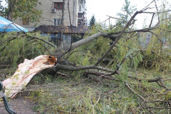 В Ужгороді негода повалила частину дерева на пішохідну зону – 01