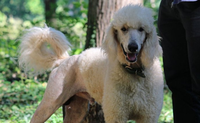 В Ужгороді проходить виставка собак "Зірка Закарпаття" – 03