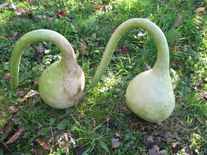 Закарпатець виростив на городі чудернацький овоч – 01