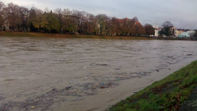 Велика вода річки Уж витіснила лебедів на берег – 06