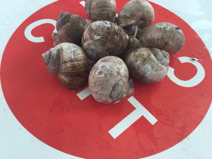 На Перечинщині відбулись незвичні перегони – 05