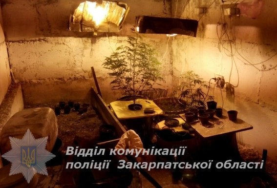 В мешканця Ужгородщини поліція виявила цілу лабораторію для вирощування марихуани – 02 В мешканця Ужгородщини поліція виявила цілу лабораторію для вирощування марихуани – 02