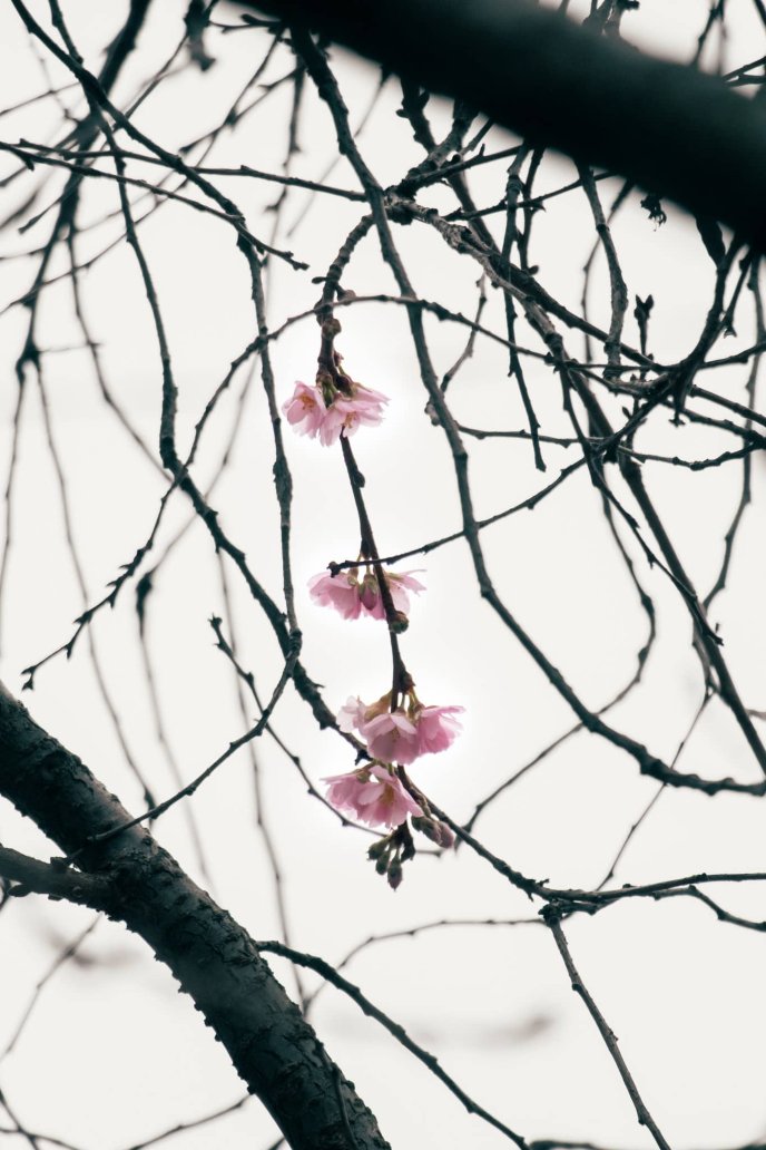 У Мукачеві на початку зими розквітла «шалена» сакура – 01