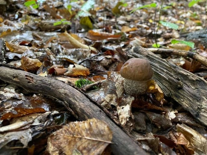 Тихе полювання: де на Закарпатті вже збирають гриби – 07