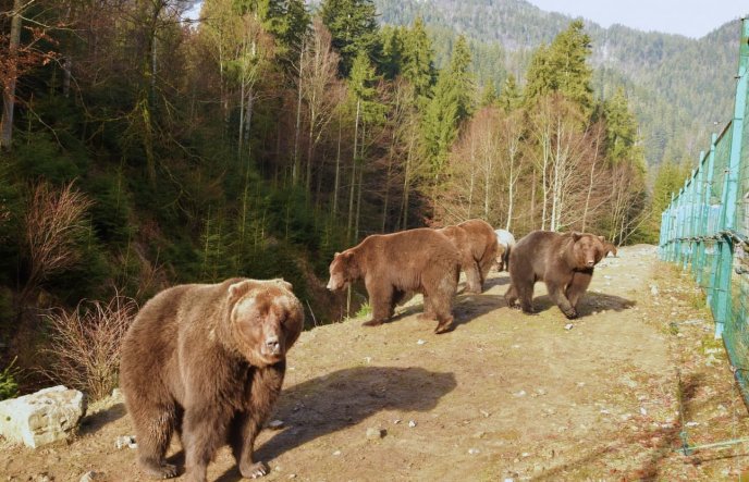 На Закарпатті ведмеді прокинулися після зими – 03