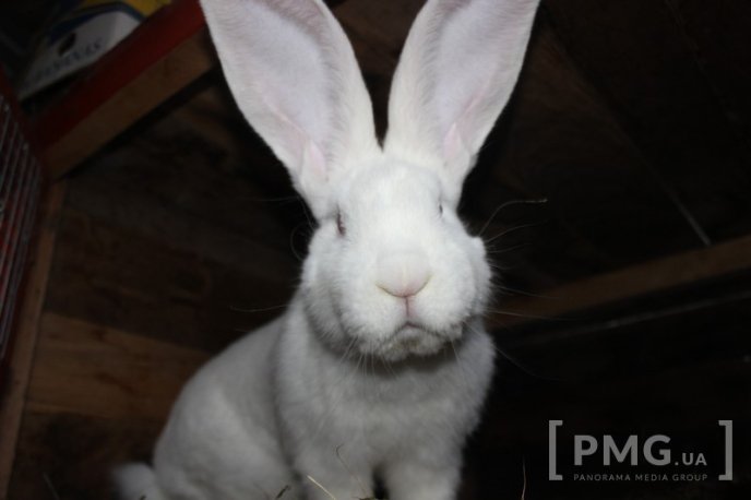 Закарпатець розводить кролів і непогано на цьому заробляє – 09