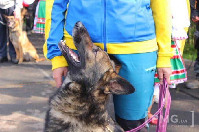 Збірна Франції перемогла на чемпіонаті світу зі слідової роботи службових собак – 18