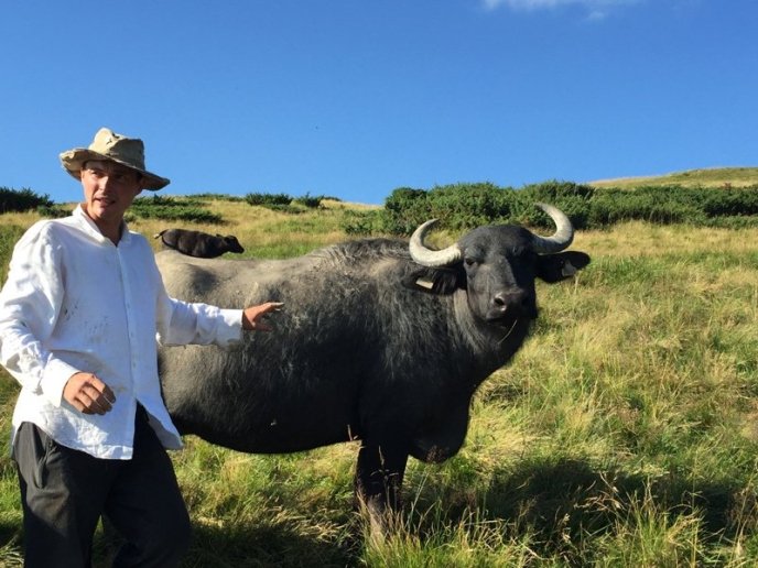 На Рахівщині випасають карпатських буйволів – 02