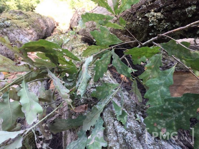 Чергову вирубку лісу виявили у мікрорайоні "Шипка", що у Мукачеві – 03