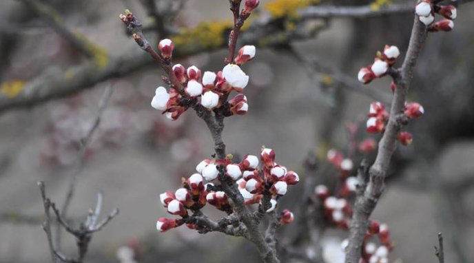 На Закарпатті почали квітнути абрикоси – 01