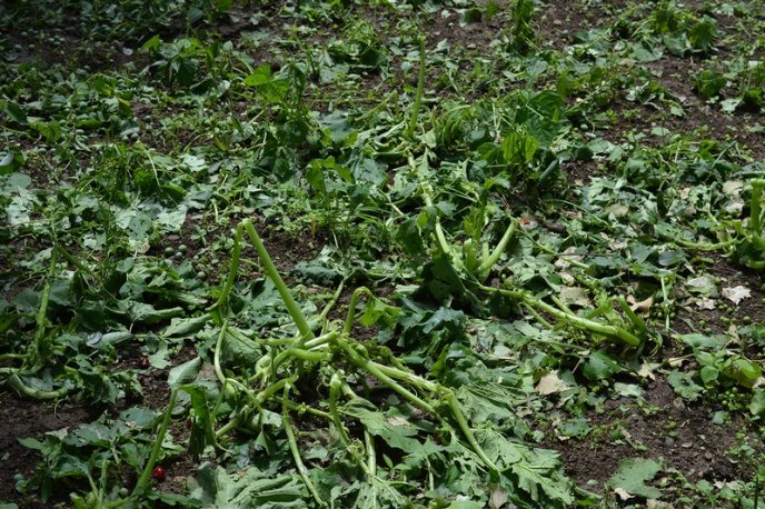 На Закарпатті негода пошкодила понад 800 будинків – 09