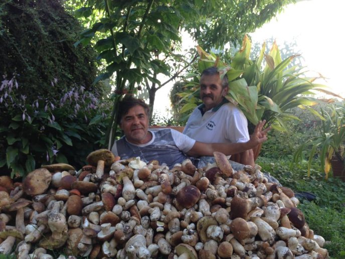 На Закарпатті киянин назбирав 114 кілограмів білих грибів – 01