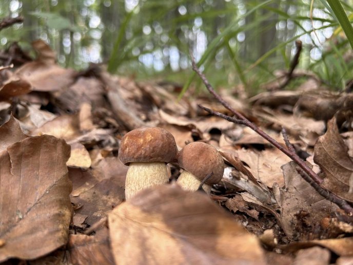 Грибний сезон у розпалі: в яких районах Закарпаття вже збирають гриби – 03