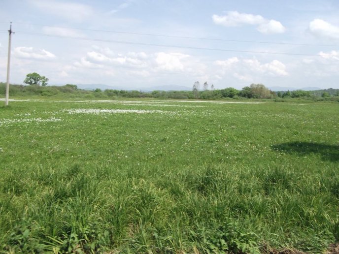 На Хустщині відкрили оновлену дорогу, яка веде до Долини нарцисів – 18