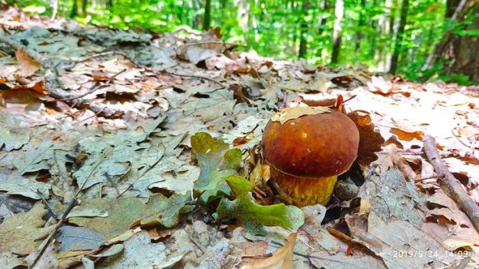 Грибний сезон: закарпатці діляться фотографіями із "тихого полювання" – 09