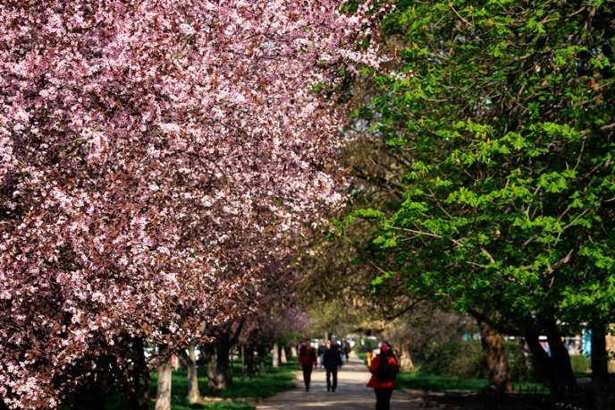 Вишні, магнолії, сакури: із кожним днем в Ужгороді квітне дедалі більше дерев – 01