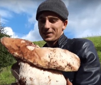 У закарпатських лісах знаходять велетенські білі гриби – 01