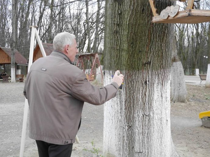 У Боздоському парку Ужгорода провели обстеження дерев – 02