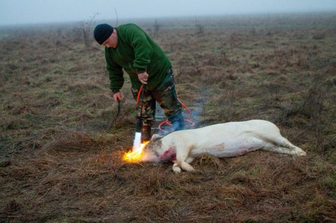 Колоритний фестиваль Гентешів у селі Геча: як це було – 23