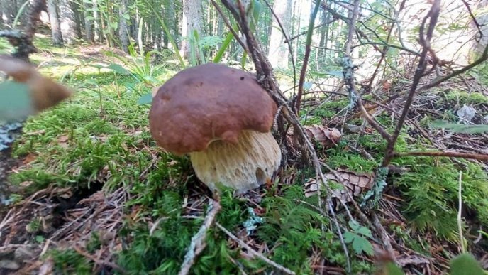 Тихе полювання: де на Закарпатті вже збирають гриби – 02