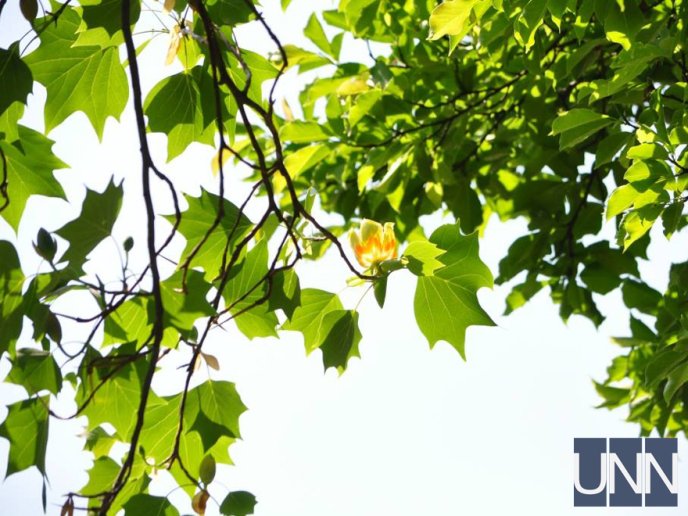 В Ужгороді квітне тюльпанове дерево – 10