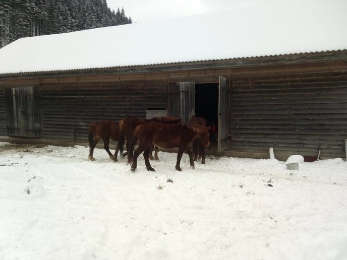 Лісівники врятували оленя, матір якого загризли вовки – 06 Лісівники врятували оленя, матір якого загризли вовки – 06