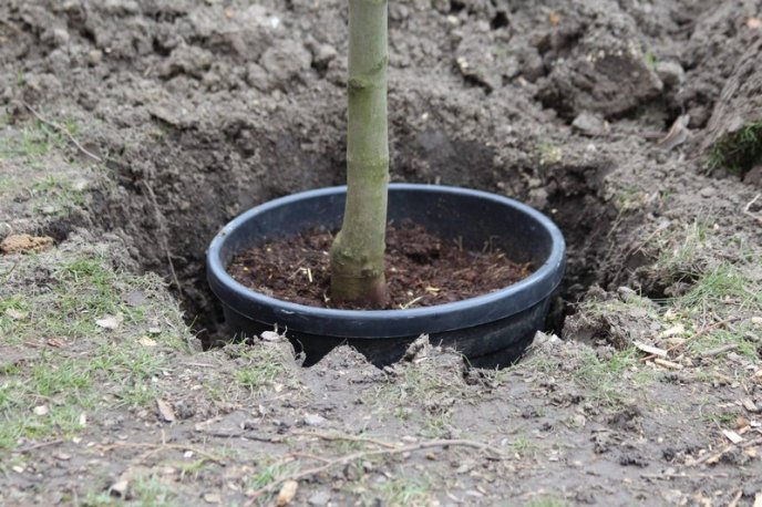 У Мукачеві висаджують кленову алею – 04