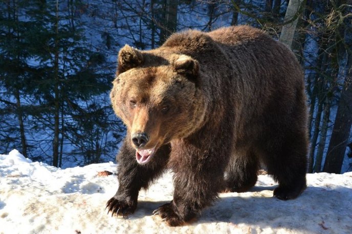 Соцмережі підкорюють фото ведмедів із Синевиру – 08 Соцмережі підкорюють фото ведмедів із Синевиру – 08