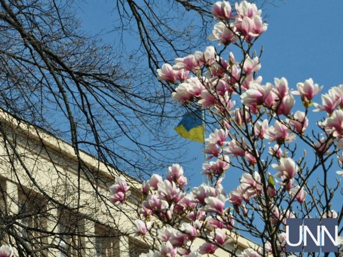 Ужгород потопає у цвіті магнолій – 09
