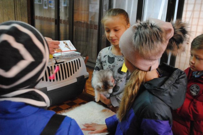 В Ужгороді відбувся конкурс краси серед котів "Міс Кіс – 2017" – 08