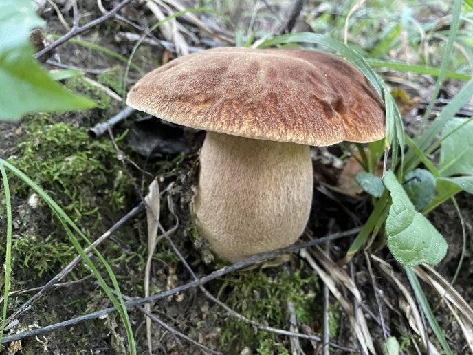 Відомо, де на Закарпатті вже збирають білі гриби – 06