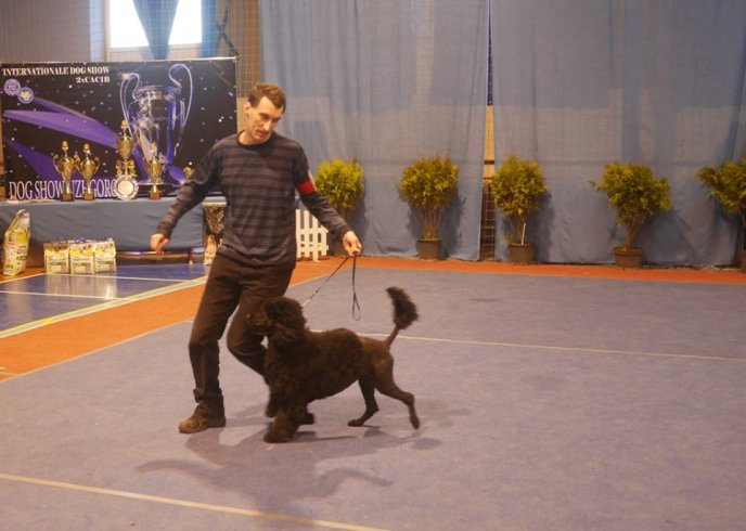 В Ужгороді визначили переможця Міжнародної виставки собак – 09