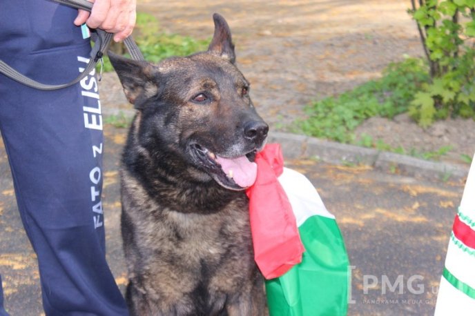 Збірна Франції перемогла на чемпіонаті світу зі слідової роботи службових собак – 23