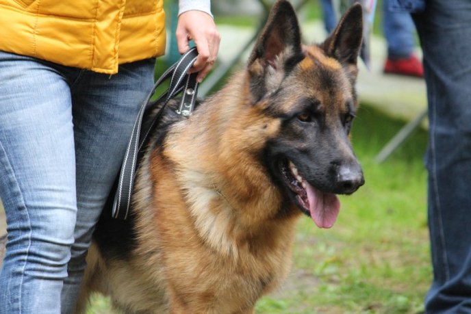 В Ужгород привезли понад 150 собак із різних областей України – 02