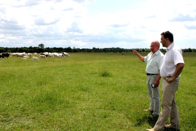 На Закарпаття завезли французьких корів – 02